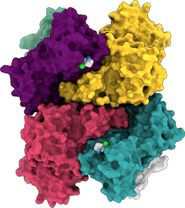 Structure of SARS-CoV-2 hexamer with the bound Tipiracil in surface representation. Tipiracil bound to each subunit active site is shown with all atoms in color spheres (carbon, chlorine, nitrogen, oxygen in white, green, blue, and red, respectively).