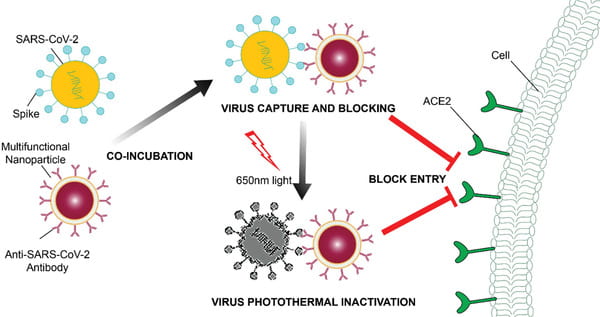 A multifunctional neutralizing antibody‐conjugated nanoparticle is developed to capture and inactivate SARS‐CoV‐2. It efficiently captures SARS‐CoV‐2 pseudovirions and completely blocks viral infection of host cells in vitro through the surface neutralizing antibodies. In addition, its photothermal function inactivates viruses upon light irradiation. More importantly, it treats authentic SARS‐CoV‐2 infection in vivo outperforming neutralizing antibodies.